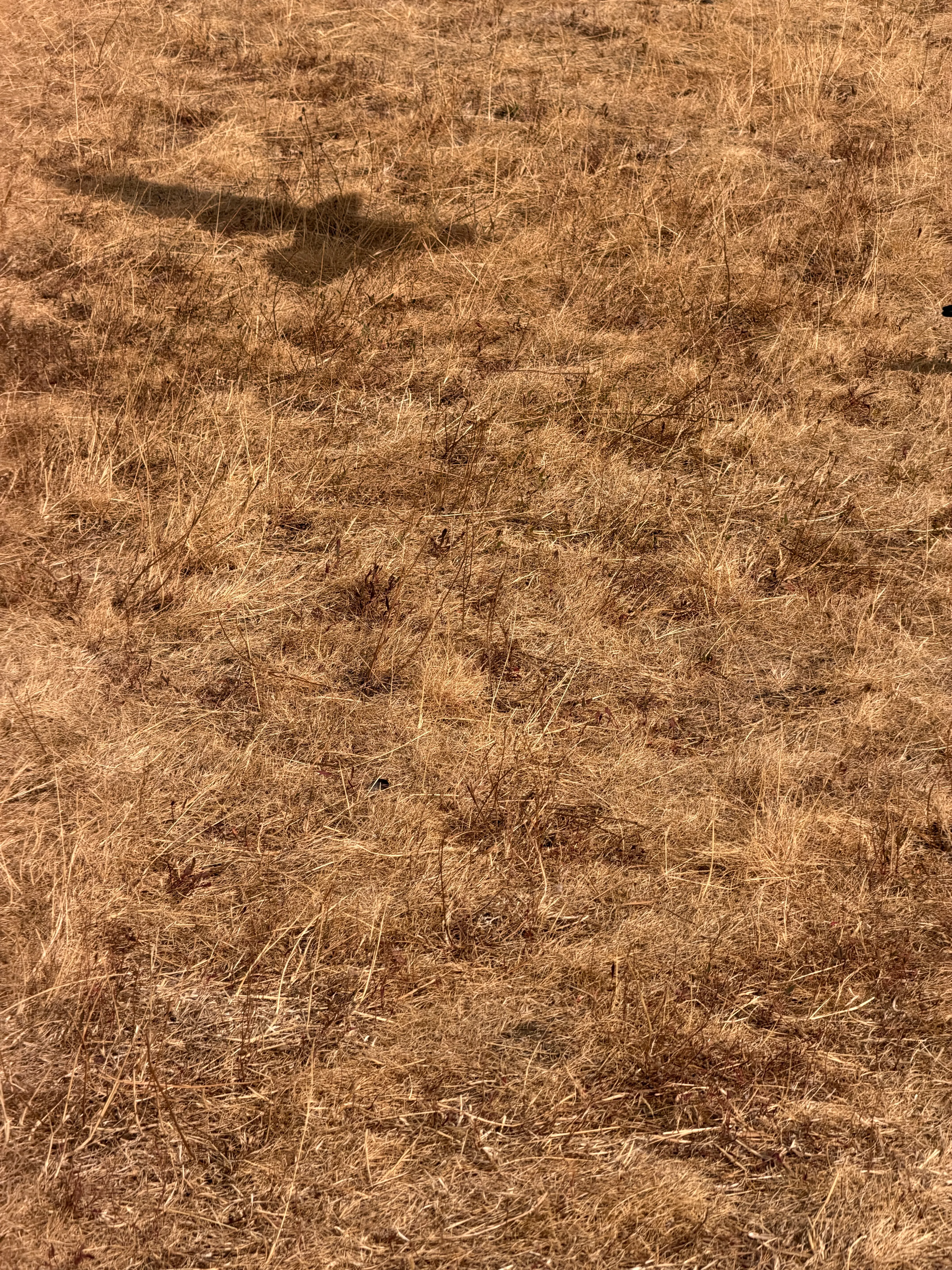 Parched dead grass with the shadow of a crow flying overhead